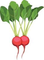 Ilustración de vector de vegetales de rábano rojo