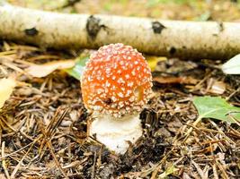 Inedible Amanita muscaria growing in forest. Nature photo