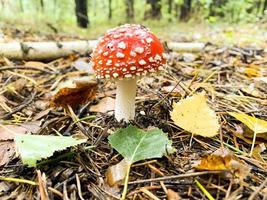 Inedible Amanita muscaria growing in forest. Nature photo