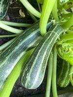 arbusto de calabacín que crece en el suelo con hojas verdes y frutos. foto de estudio.