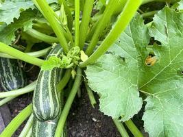 Zucchini bush growing in ground with green leaves and fruit. Studio Photo. photo