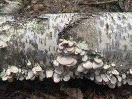 Fungi parasites Phellinus igniarius growing on trees in forest photo