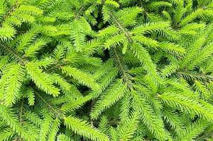 Colorful young shoots and cones on spruce trees. Studio Photo