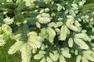 Colorful young shoots and cones on spruce trees. Studio Photo