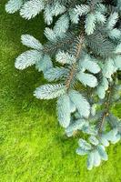 Colorful young shoots and cones on spruce trees. Studio Photo