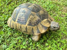 Brown turtle standing on green grass. Studio Photo