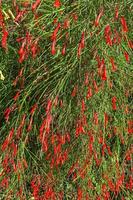 arbusto ornamental con flores rojas que crecen en el exterior. foto de estudio