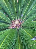 planta de hoja perenne cycas rumphii cono. foto de estudio