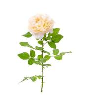 Delicate light pink roses isolated on white background. photo