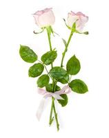 Delicate light pink roses isolated on white background. photo