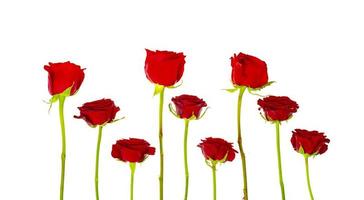Dark red roses isolated on white background. photo