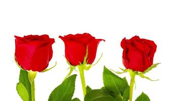 Dark red roses isolated on white background. photo