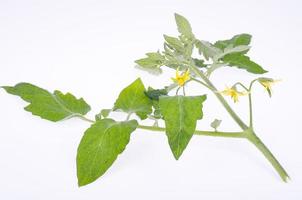 Tomato branch with green leaves and yellow flowers. Studio Photo