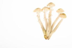 Bunch of forest edible autumn mushrooms honey agarics isolated on white background. Studio Photo