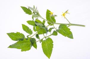 Tomato branch with green leaves and yellow flowers. Studio Photo