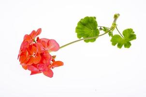 Bright garden flower of red shade isolated on white background. Studio Photo