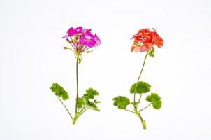 Bright garden flower of red shade isolated on white background. Studio Photo