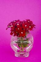 flores rojas y jarrón en forma de corazón - tarjeta de felicitación para el día de san valentín. foto de estudio.