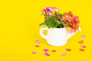 White vase in form of watering can with flowers on bright background. Gardening concept. Studio Photo
