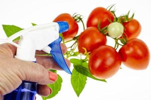 oncept of spraying tomatoes with pesticides against pests and diseases. Studio Photo. photo