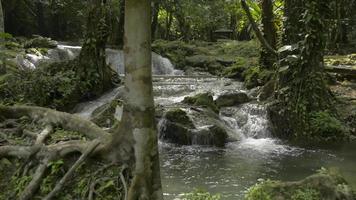 Wonderful scenery of water stream flowing over the rocks through green plants under sunlight in the forest. video