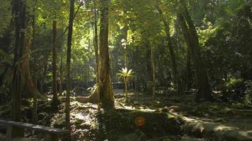 rayons de soleil chauds qui brillent à travers les plantes vertes de la jungle. video