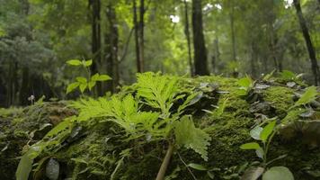 close-up groene planten die op de grond groeien met een man die in tropisch regenwoud wandelt. video