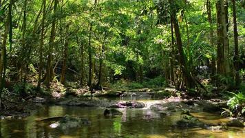 belas paisagens de fluxo de água sob a sombra de exuberantes plantas de folhagem na selva. video