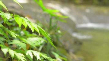 primo piano di foglie di felce verde che crescono sotto la luce del sole vicino a una piccola cascata video