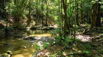 wandelen in tropisch bos met kleine kreek die over de rotsen stroomt tussen groene planten onder zonlicht. video