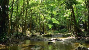 wandelen over een kleine waterstroom tussen groene planten onder zonlicht in tropisch bos. video