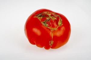 Diseases of tomatoes, top rot on fruits. Studio Photo