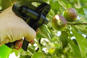 Spraying vegetables and garden plants with pesticides to protect against diseases and pests with hand sprayer photo