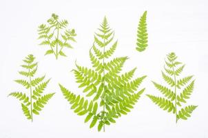 Green leaf of decorative fern on white background. Studio Photo. photo