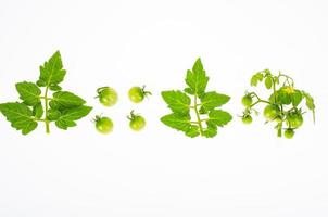 Branch of green unripe cherry tomatoes on white background. Studio Photo