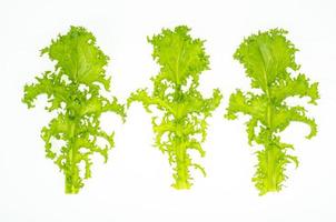 Fresh green frisee lettuce leaves isolated on white background. Studio Photo