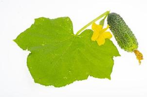Green leaf and fruit of fresh cucumber isolated on white background. Studio Photo