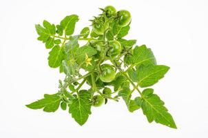 Branch of green unripe cherry tomatoes on white background. Studio Photo