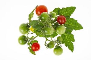 Fruits of red and green unripe cherry tomatoes on white background. Studio Photo