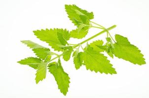 Fresh garden herb Melissa officinalis. Studio Photo