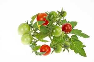 Fruits of red and green unripe cherry tomatoes on white background. Studio Photo