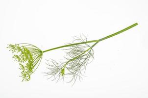 Fresh dill branches on white background. Studio Photo