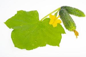 Green leaf and fruit of fresh cucumber isolated on white background. Studio Photo
