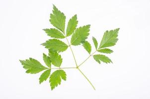 Single green leaf of Astilbe isolated on white background. Studio Photo. photo