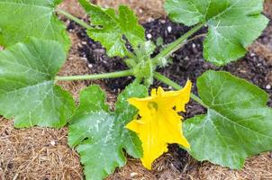 Growing zucchini bush with yellow flower and green leaves. Studio Photo. photo