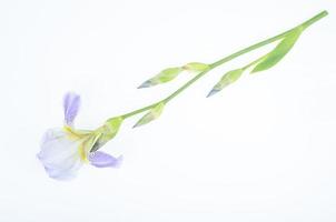 Delicate blue flower of garden iris on white background. Studio Photo.