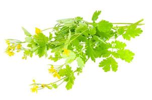 Bunch of medicinal plant Chelidonium isolated on white background. Studio Photo. photo