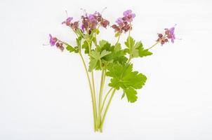 Wild meadow plant with pink flowers. Studio Photo