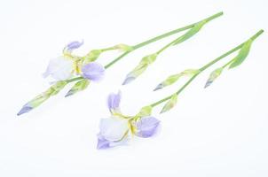 delicada flor azul de iris de jardín sobre fondo blanco. foto de estudio.
