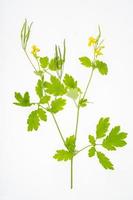 Wild-growing meadow plants and herbs on white background. Studio Photo. photo